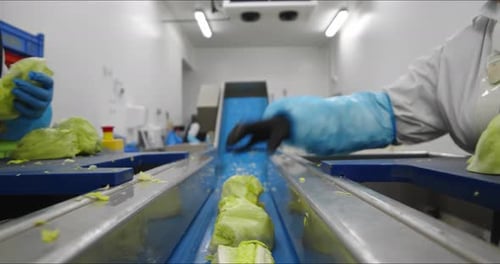 Inspección, selección y procesamiento de lechuga para ensaladas preenvasadas en fábrica