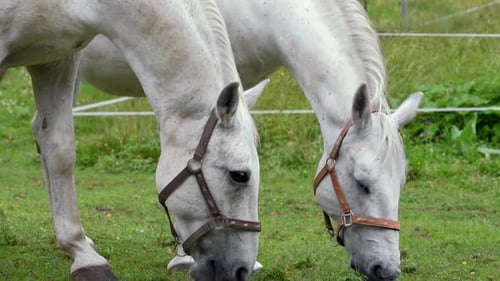 Nahaufnahme von Pferden, die Gras auf einem Ackerland in Europa fressen