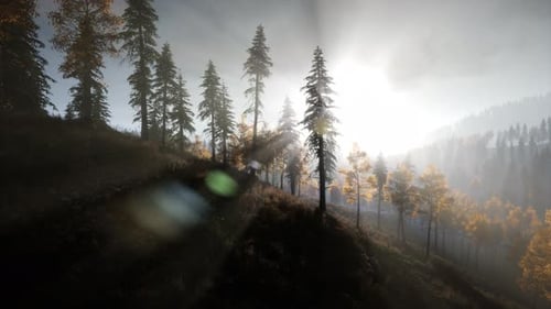 Sun Beams Through Trees