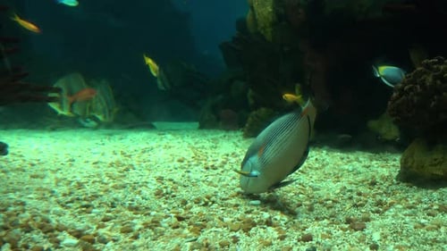 Various Fish Swimming Around in a Large Aquarium