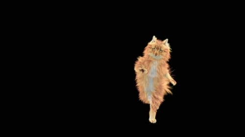 Katze Capoeira HD