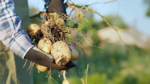 Freshly Harvested Potatoes Held in Farmer's Hands