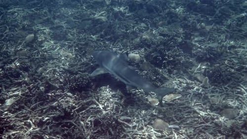 Tropical Seascape Coastline with Blacktip Reef Shark Underwater