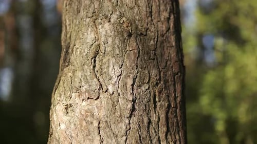 A Tree Trunk in the Woods on a Spring Day
