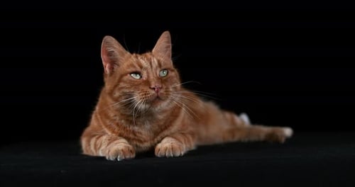 Red Tabby Domestic Cat, Adult Laying against Black Background, Real Time 4K