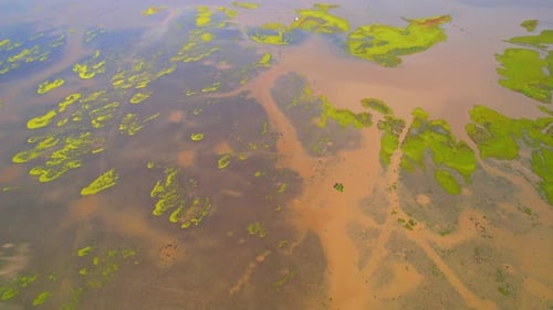 Aerial view from a drone over green and yellow plants in a large wetland
