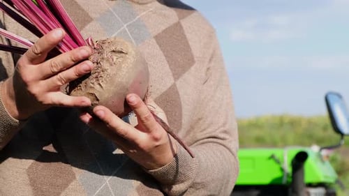 A Farmer Holds a Fresh Organic Beet in His Hand