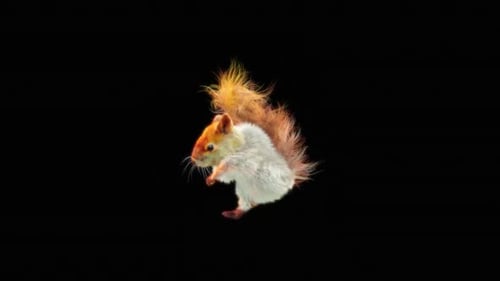 Animated Fluffy Squirrel Running Across Transparent Background