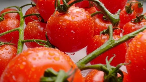 Fresh Red Cherry Tomatoes with Water Droplets