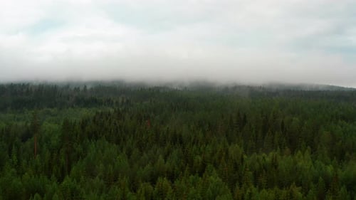Thick Fogs Covering the Tips of the Tall Forest Trees