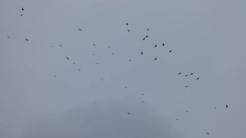 Flock of Crows Flying in an Imperfect Formation