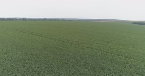 Aerial of a soybean field