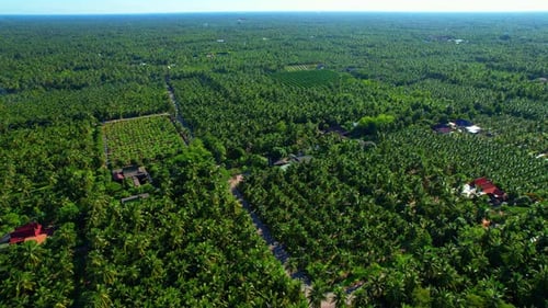 4K Aerial Wide view of Beautiful green coconut tree fields