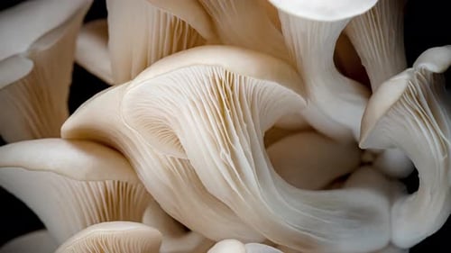 Macro Shot of Fresh Oyster Mushrooms