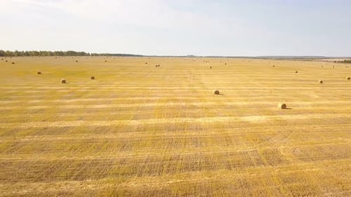 Farm Rye Wheat Filed Nature