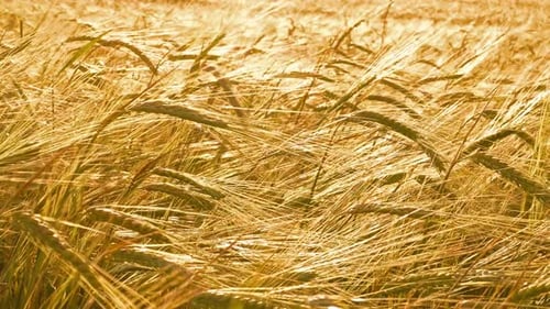 Golden Wheat Field Blowing in the Wind