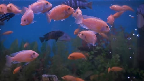 Peces en un acuario doméstico.