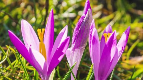 Crocus Flowers Bloom in Fresh Green Meadow in Spring Time