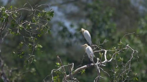 Cattle Egrets