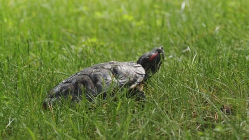 Schildkröte krabbelt auf dem Gras