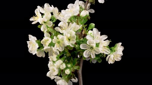 White Flowers Bloom on a Branch