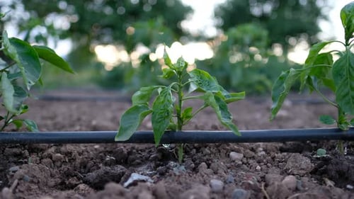 Field of Plants Being Irrigated