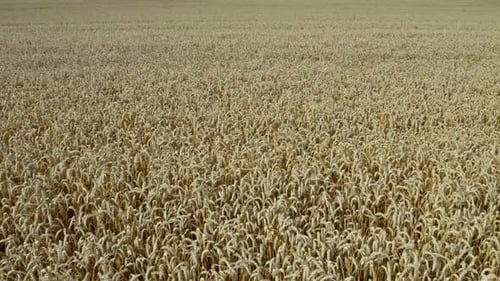 Flying Over Wheat Field Background
