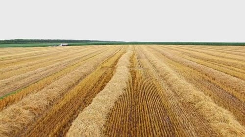 Field and Cloudless Sky
