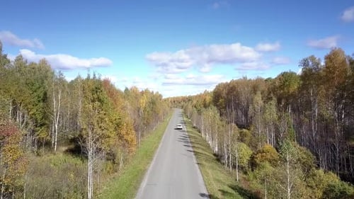 Aerial Car Drives on Road in Birch Forest Disappearing Away