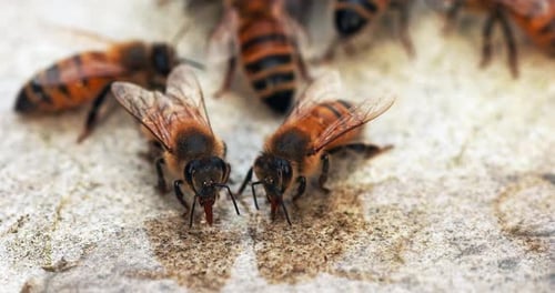 European Honey Bee, apis mellifera, Bees drinking Water on a Stone, Normandy, Real Time 4K