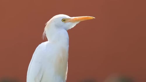 Aigret blanc, oiseau sauvage également connu sous le nom de Bubulcus Ibis, marchant sur une pelouse verte en été