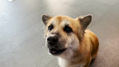 Besitzer schenkt süßen Hund Crunchy Leckerli Snack als Belohnung