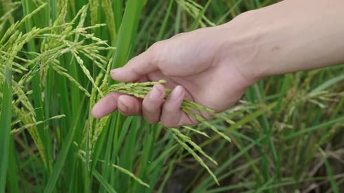 Hand Touches Growing Rice in Agricultural Field