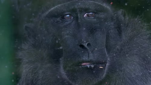 Lonely Macaque Monkey Eating Behind Glass Cage 1