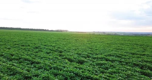 Agriculture, green cultivated soy bean plants in field, Brazilian farm.