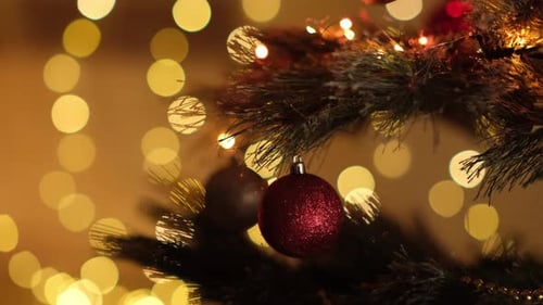 Close Up Happy New Year Christmas Tree Decorate with Red Ball Swinging on Branch on Background Bokeh