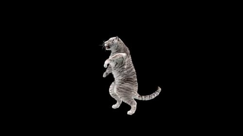 Weißer Tiger tanzt HD