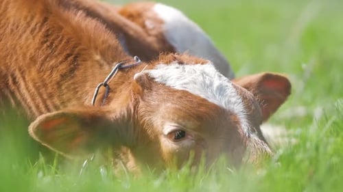 Young Calf Resting on Green Pasture Grass on Summer Day