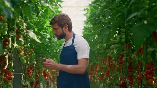 Man Farmer Checking Technological Tablet Tomatoes Production Level on Big Farm