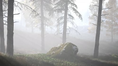 Forêt lumineuse tôt le matin dans les montagnes