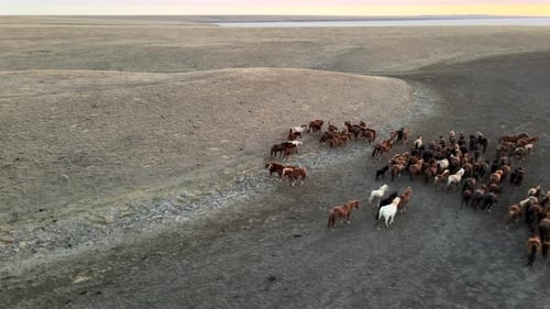 Wild Horses Running