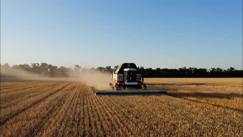 Combine Harvesting Wheat Top View of a Wheatfield