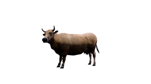 3D Animated Brown Cow Grazing on Alpha Channel