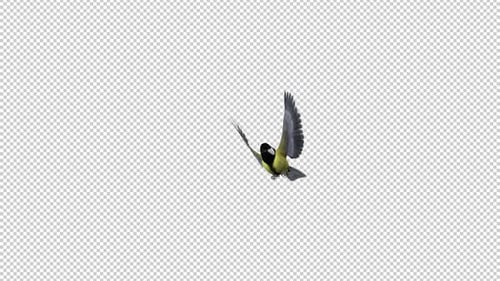 Yellow Tit Bird - Flying Transition 2 - Alpha Channel