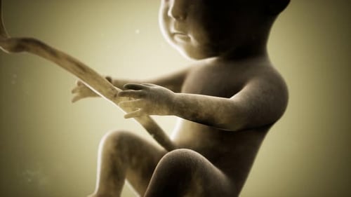 Realistic 3D Fetus Development in Utero Medical Animation