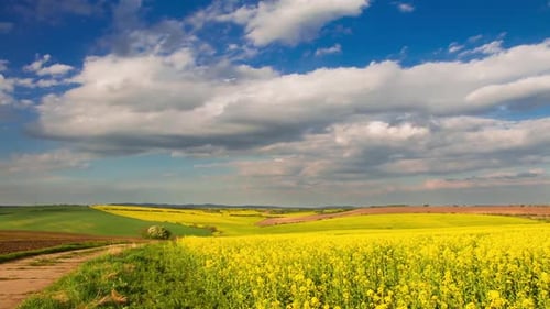 Yellow Wildflowers and Clouds