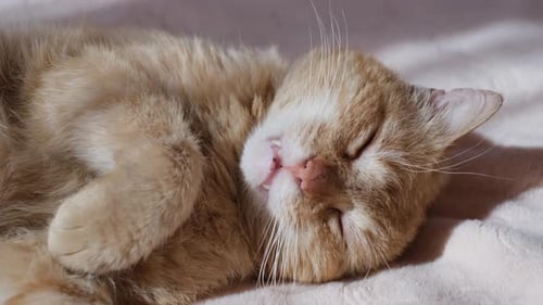 Fluffy Cat Sleeping Peacefully on Pink Blanket