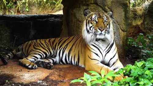 Der bengalische Tiger ruht im Wald