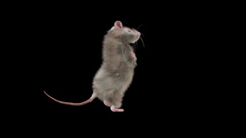 Animated Dancing Rat Character with Alpha Channel
