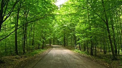 Aerial view of leafy footpath in forest, Poland.